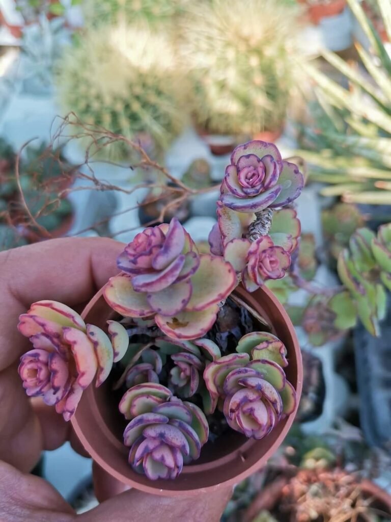 Siracactus-Succulente-Kalanchoe-laxiflora-Baker-3.jpg
