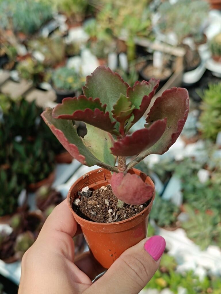 Siracactus-Succulente-Kalanchoe-longiflora-coccinea-1.jpg