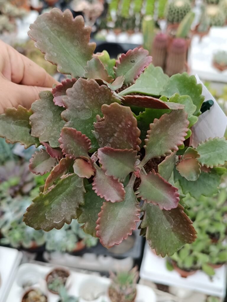 Siracactus-Succulente-Kalanchoe-longiflora-coccinea-3.jpg