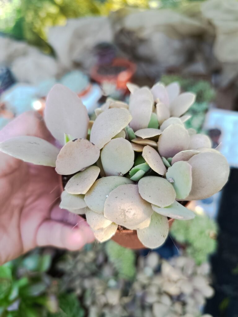 Siracactus-Succulente-Kalanchoe-peteri.jpg