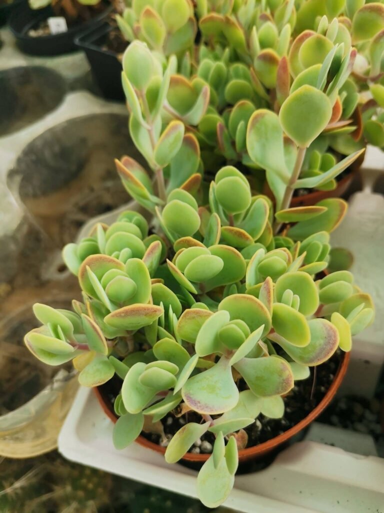 Siracactus-Succulente-Kalanchoe-rotundifolia-2.jpg