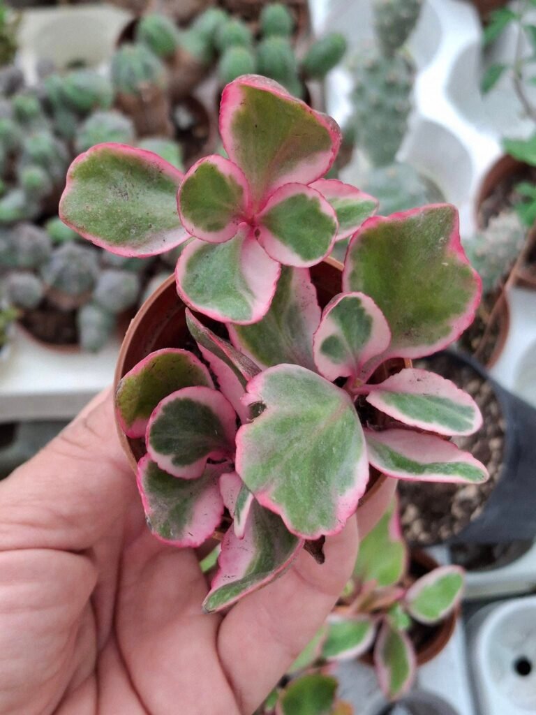 Siracactus-Succulente-Kalanchoe-sp-variegata-2.jpg
