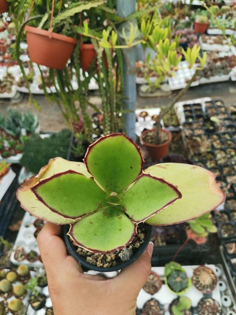 Siracactus-Succulente-Kalanchoe-synsepala-1.jpg