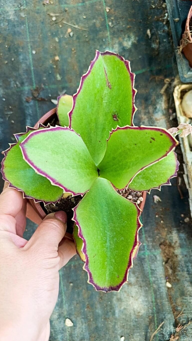Siracactus-Succulente-Kalanchoe-synsepala-3.jpg