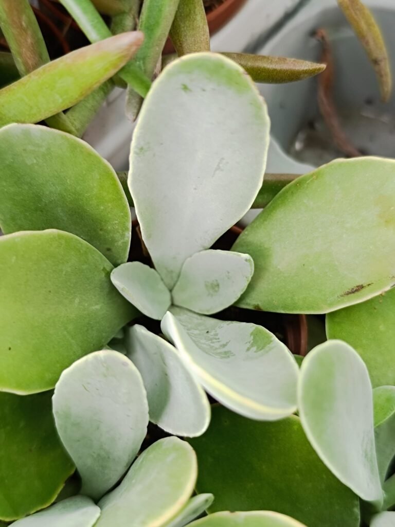 Siracactus-Succulente-Kalanchoe-tetraphylla.jpg