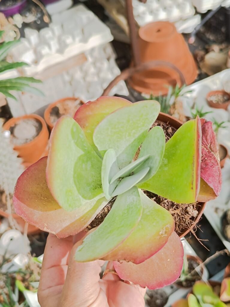 Siracactus-Succulente-Kalanchoe-thyrsiflora-2.jpg
