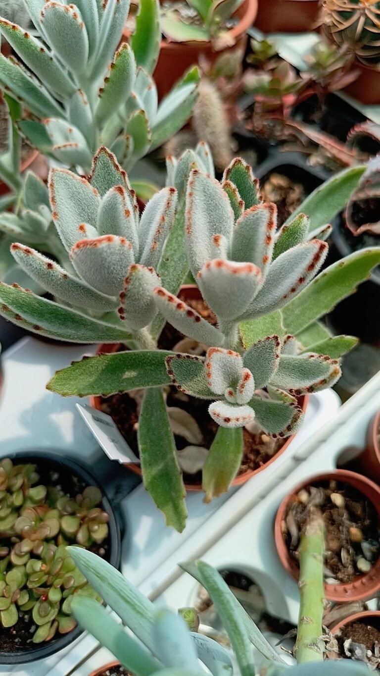 Siracactus-Succulente-Kalanchoe-tomentosa-2.jpg