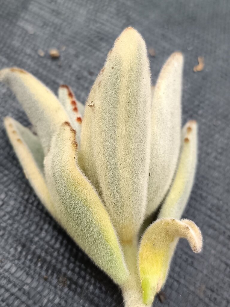 Siracactus-Succulente-Kalanchoe-tomentosa-Moon-Rabbit-Variegata-korean.jpg