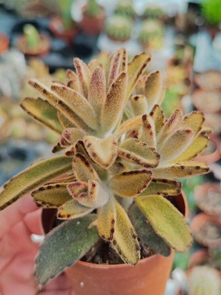 Siracactus-Succulente-Kalanchoe-tomentosa-chocolate-soldier.jpg