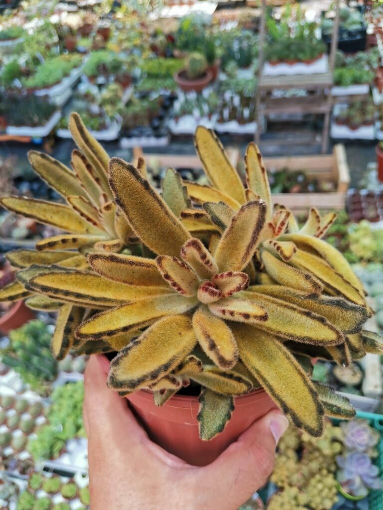 Siracactus-Succulente-Kalanchoe-tomentosa-cv-yellow-chocolate-2-1.jpg