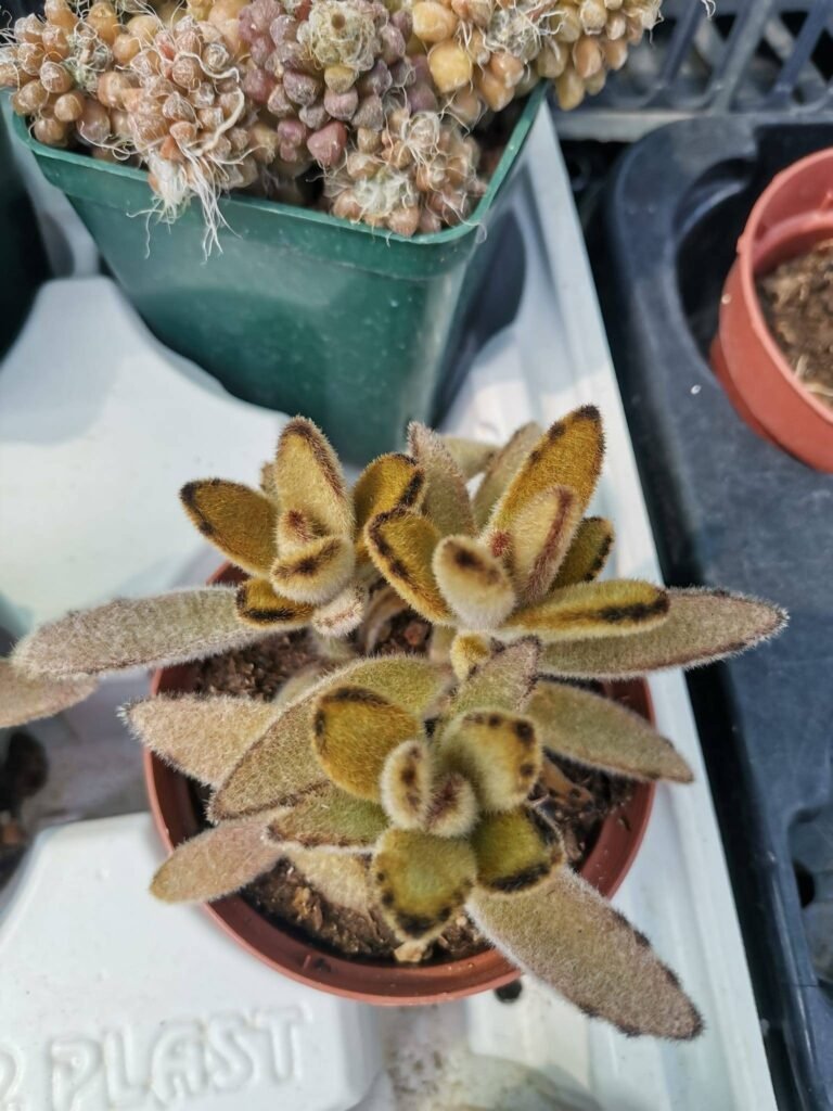 Siracactus-Succulente-Kalanchoe-tomentosa-cv-yellow-chocolate.jpg
