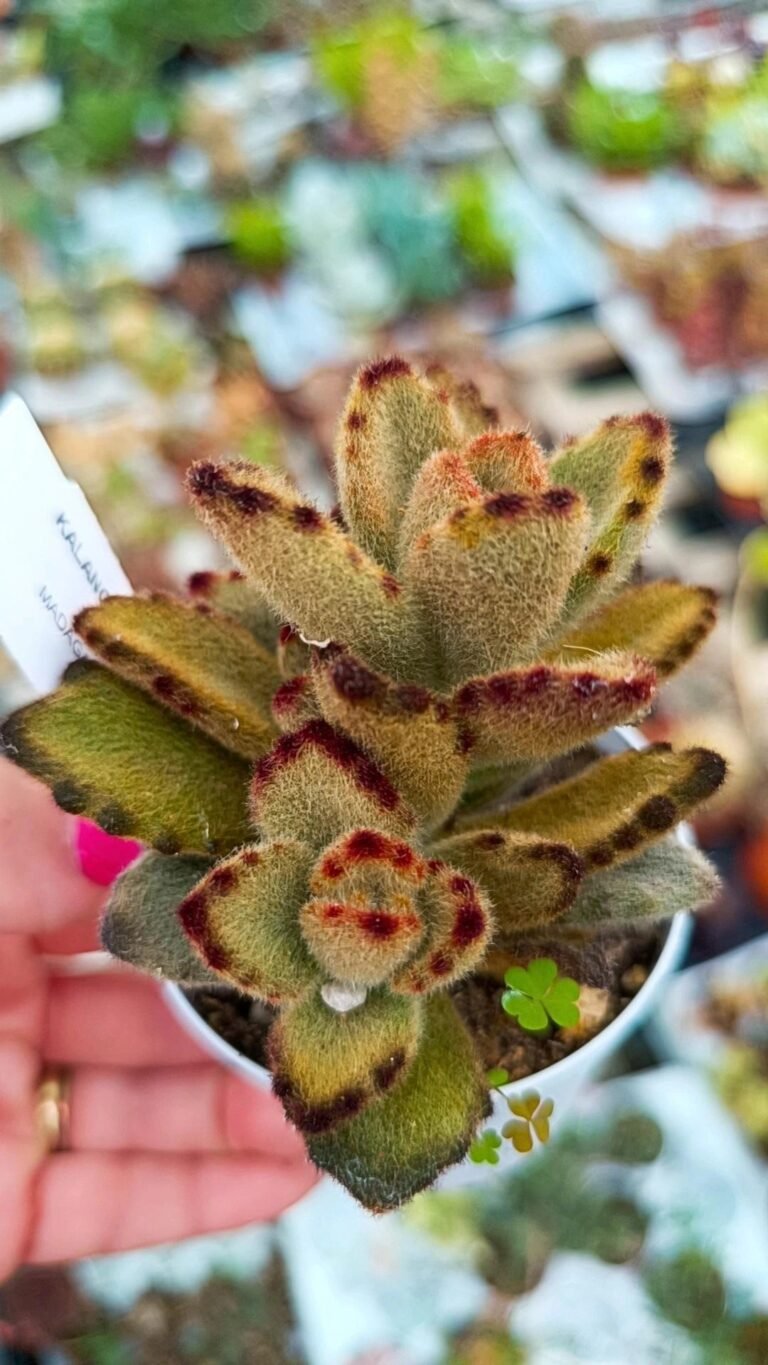 Siracactus-Succulente-Kalanchoe-tomentosa-teddy-bear.jpg
