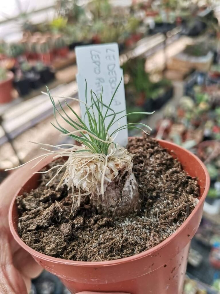 Siracactus-Succulente-Ledebouria-leptophylla.jpg