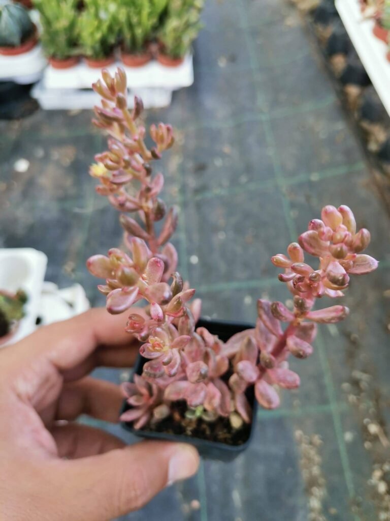 Siracactus-Succulente-Lenopetalum-chocolate-and-strawberries-korean.jpg