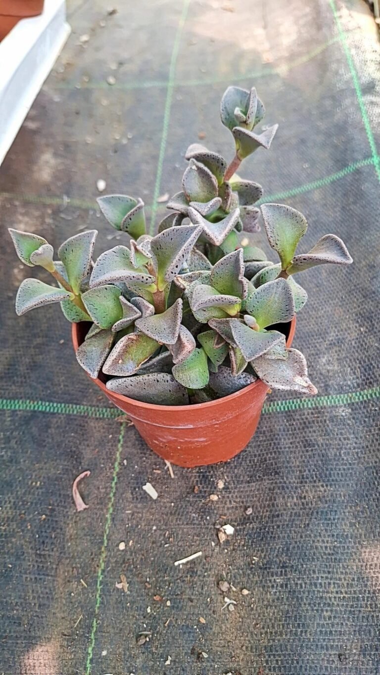 Siracactus-Succulente-Lenophyllum-guttatum.jpg