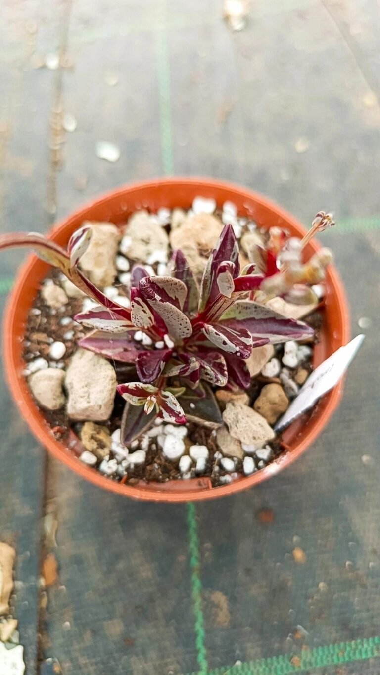 Siracactus-Succulente-Lenophyllum-guttatum-Variegato.jpg