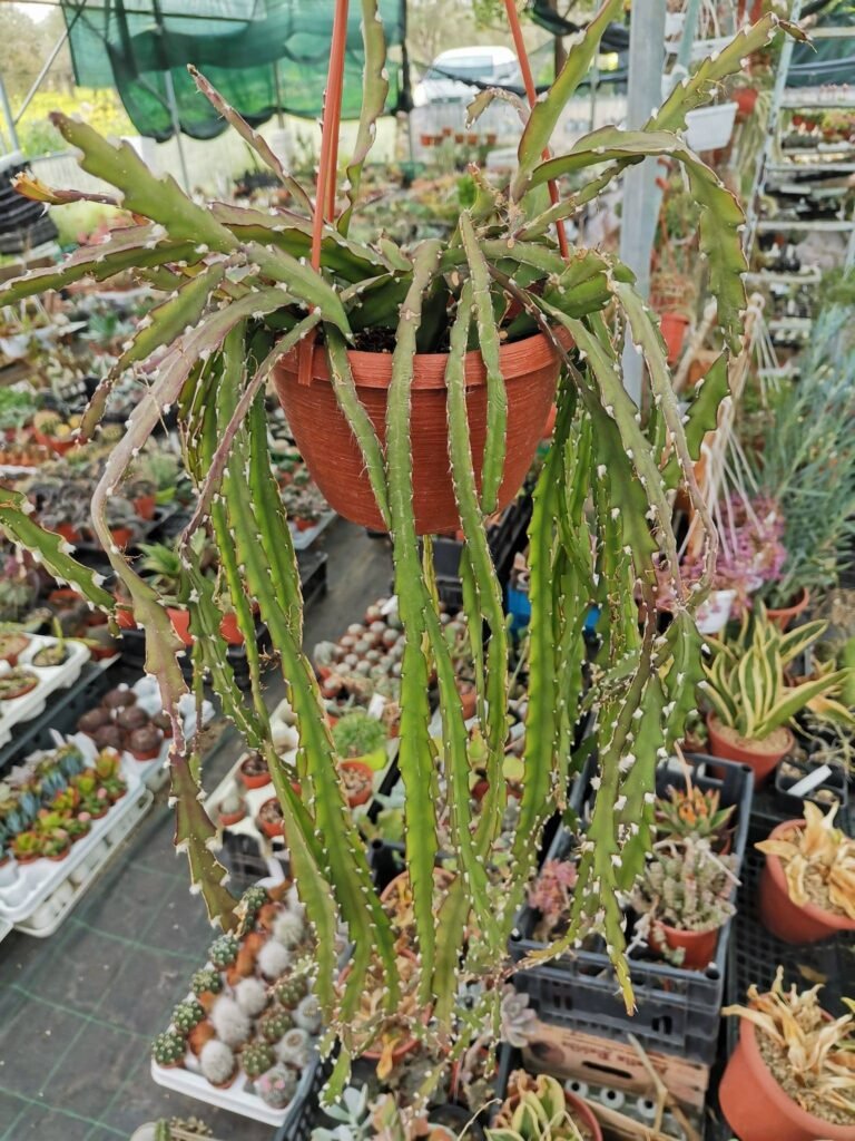 Siracactus-Succulente-Lepismium-cruciforme-big.jpg