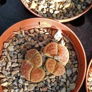 Lithops accestiti