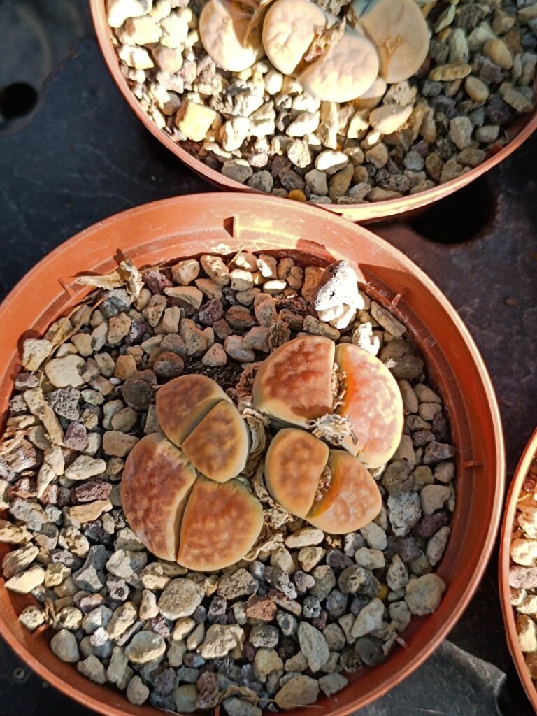 Siracactus-Succulente-Lithops-accestiti-2-1.jpg
