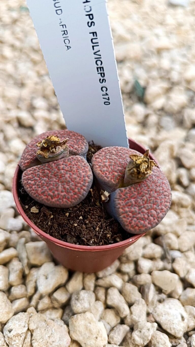 Siracactus-Succulente-Lithops-fulviceps.jpg