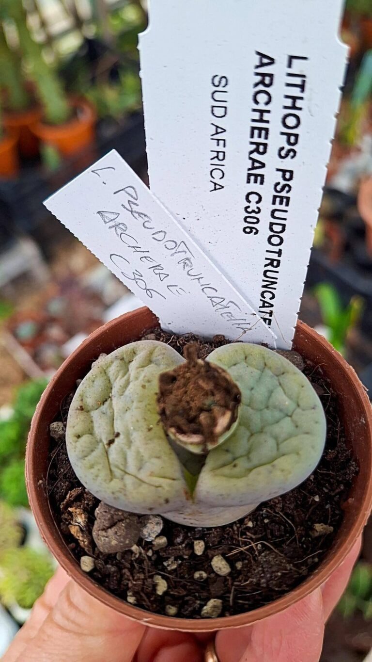 Siracactus-Succulente-Lithops-pseudotruncatella-archerae.jpg