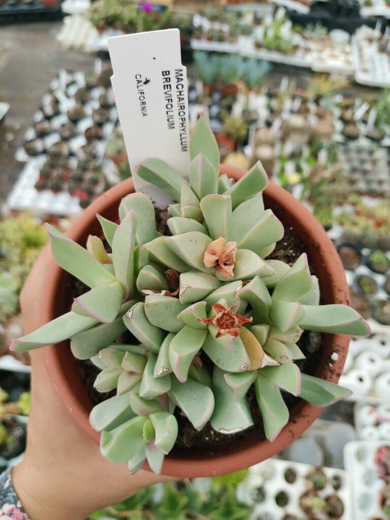 Siracactus-Succulente-Machairophyllum-brevifolium-2-1.jpg