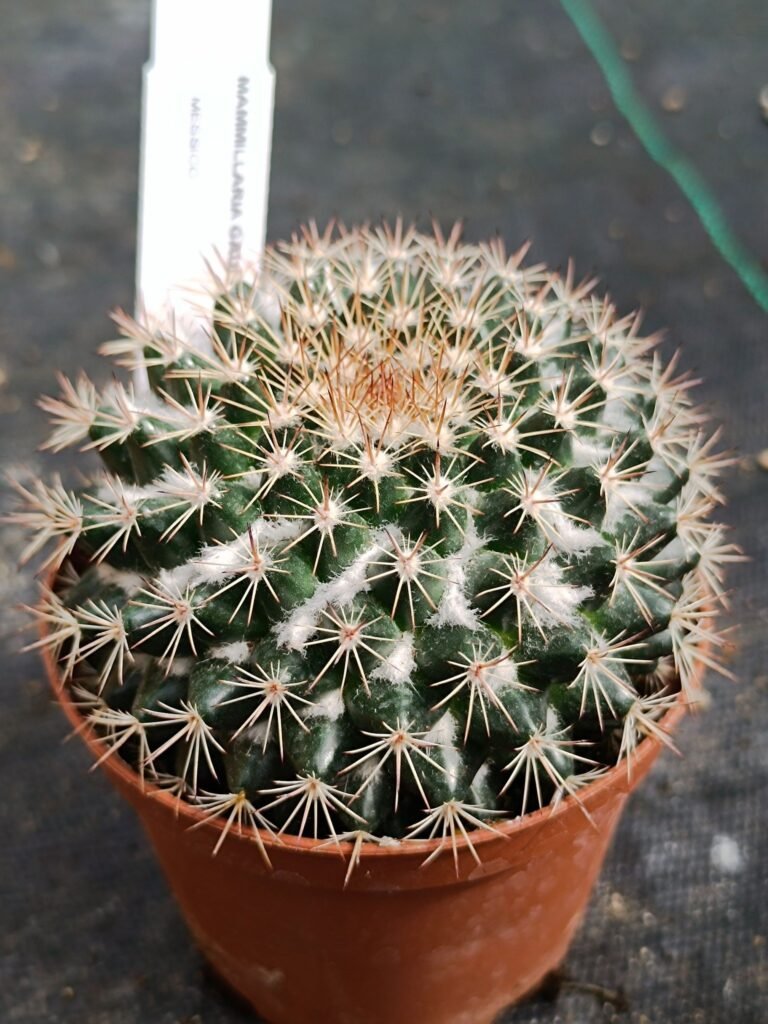 Siracactus-Succulente-Mammillaria-gaumeri.jpg