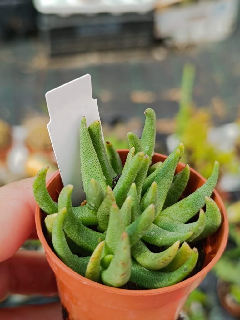Siracactus-Succulente-Marlothistella-stenophylla-1.jpg