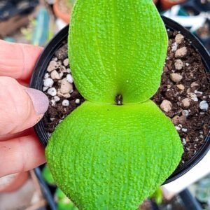 Massonia pustulata