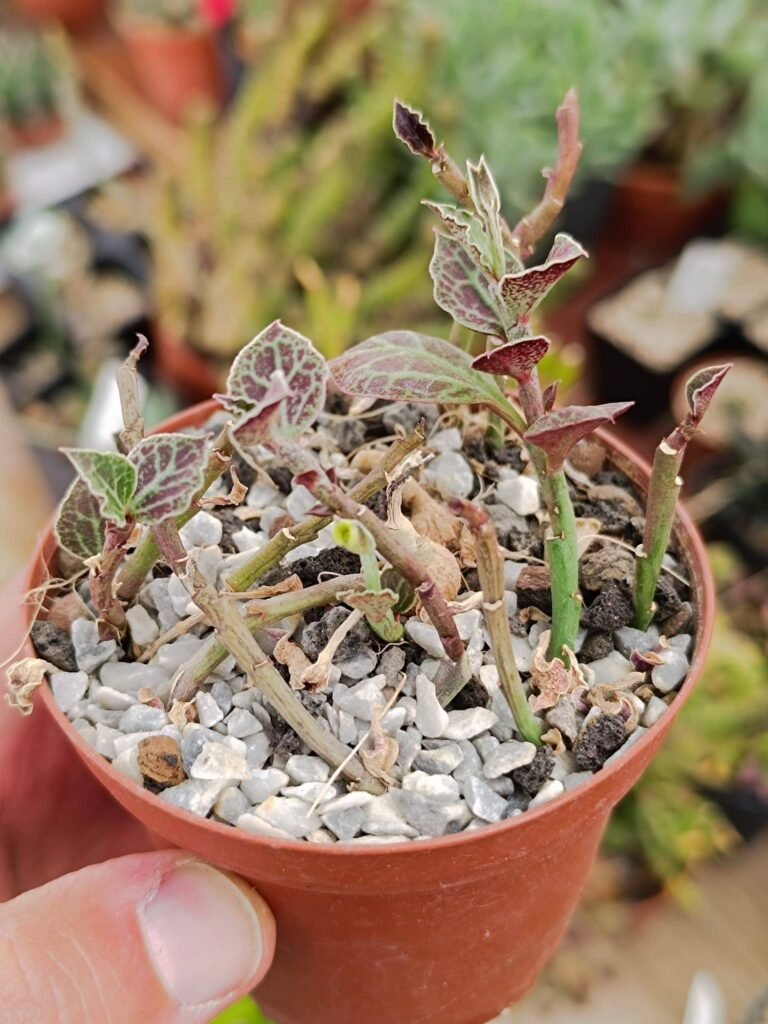 Siracactus-Succulente-Monadenium-stoloniferum.jpg