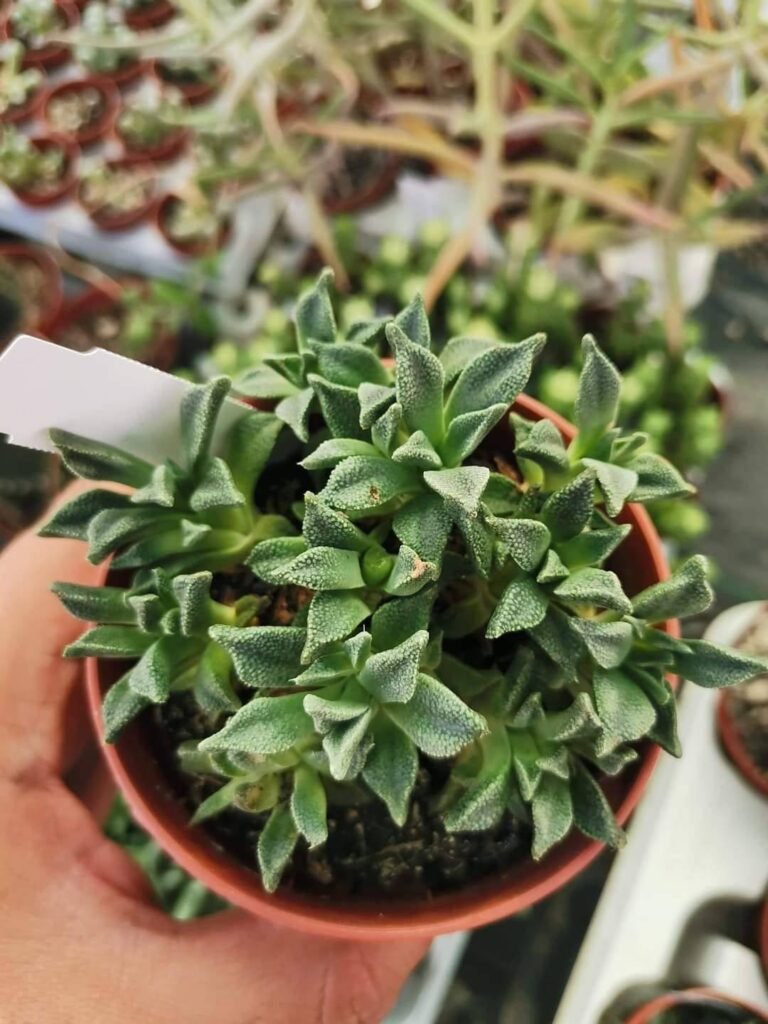 Siracactus-Succulente-Nananthus-Aloides.jpg