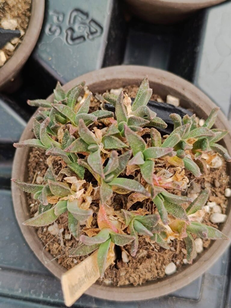 Siracactus-Succulente-Nananthus-vittatus-2-1.jpg