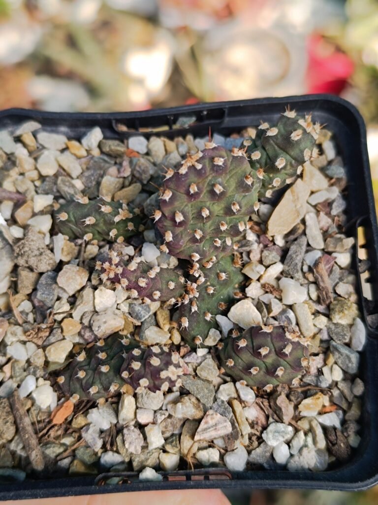 Siracactus-Succulente-Opuntia-fragilis-CV-Frankfurt.jpg
