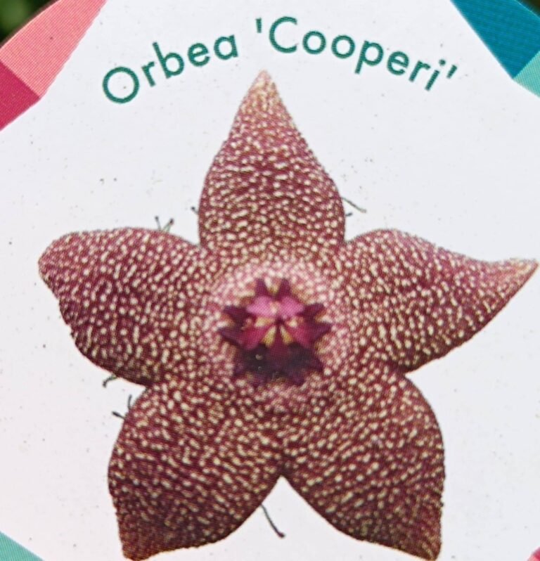 Siracactus-Succulente-Orbea-cooperi.jpg