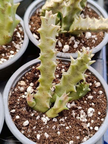 Siracactus-Succulente-Orbea-lutea.jpg