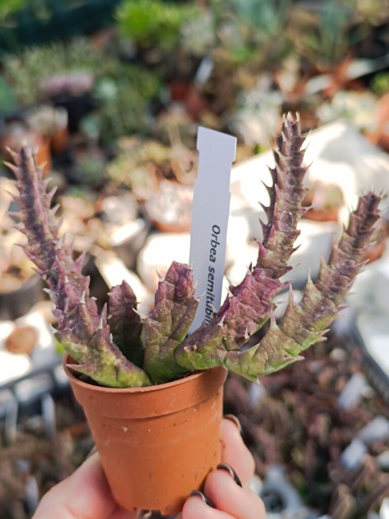 Siracactus-Succulente-Orbea-semitubiflora-1.jpg