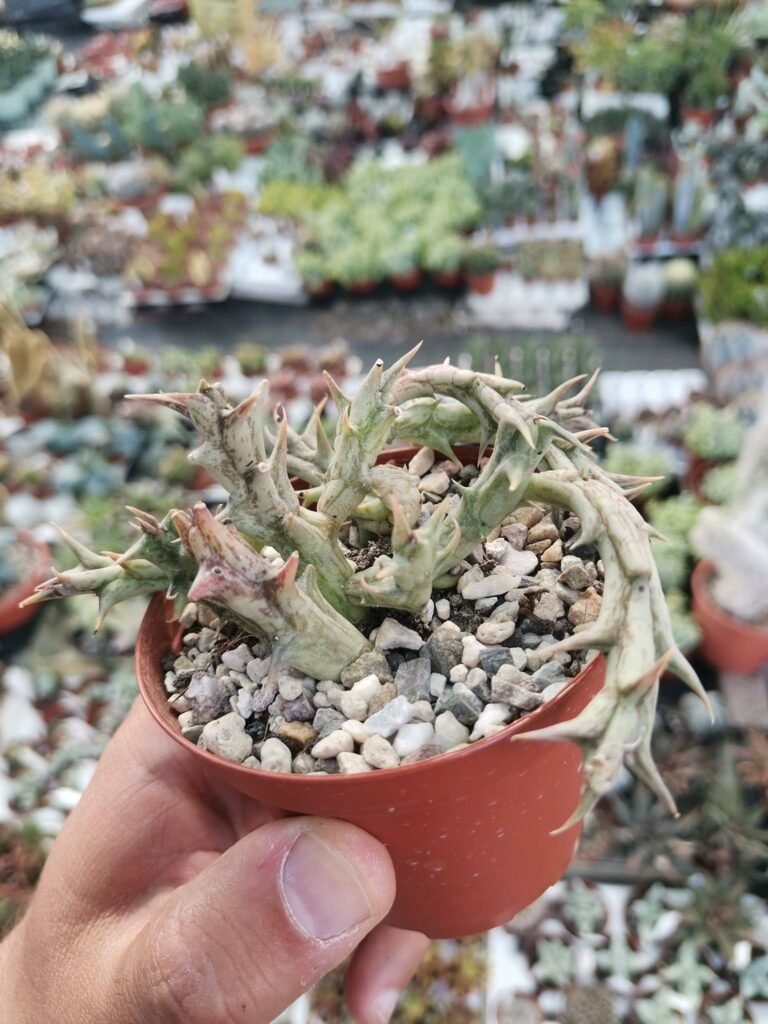 Siracactus-Succulente-Orbea-semitubiflora.jpg