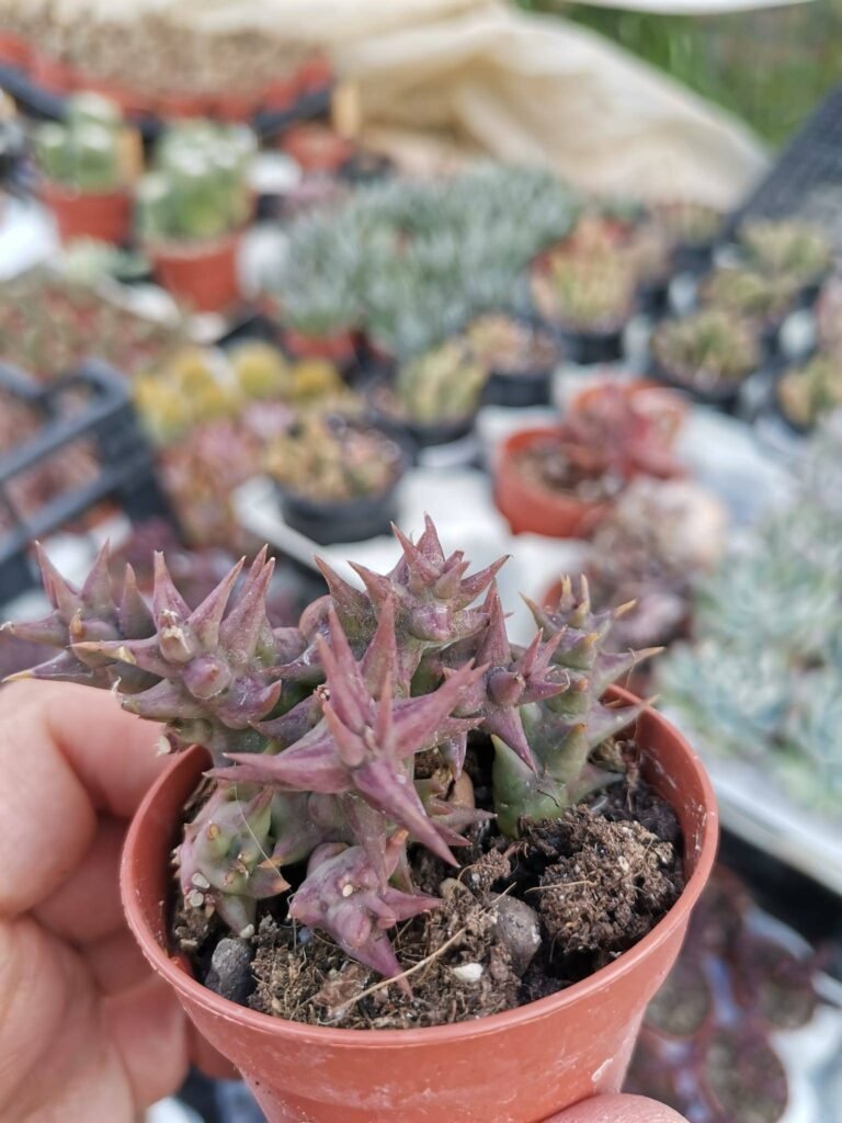 Siracactus-Succulente-Orbea-semota-2-1.jpg