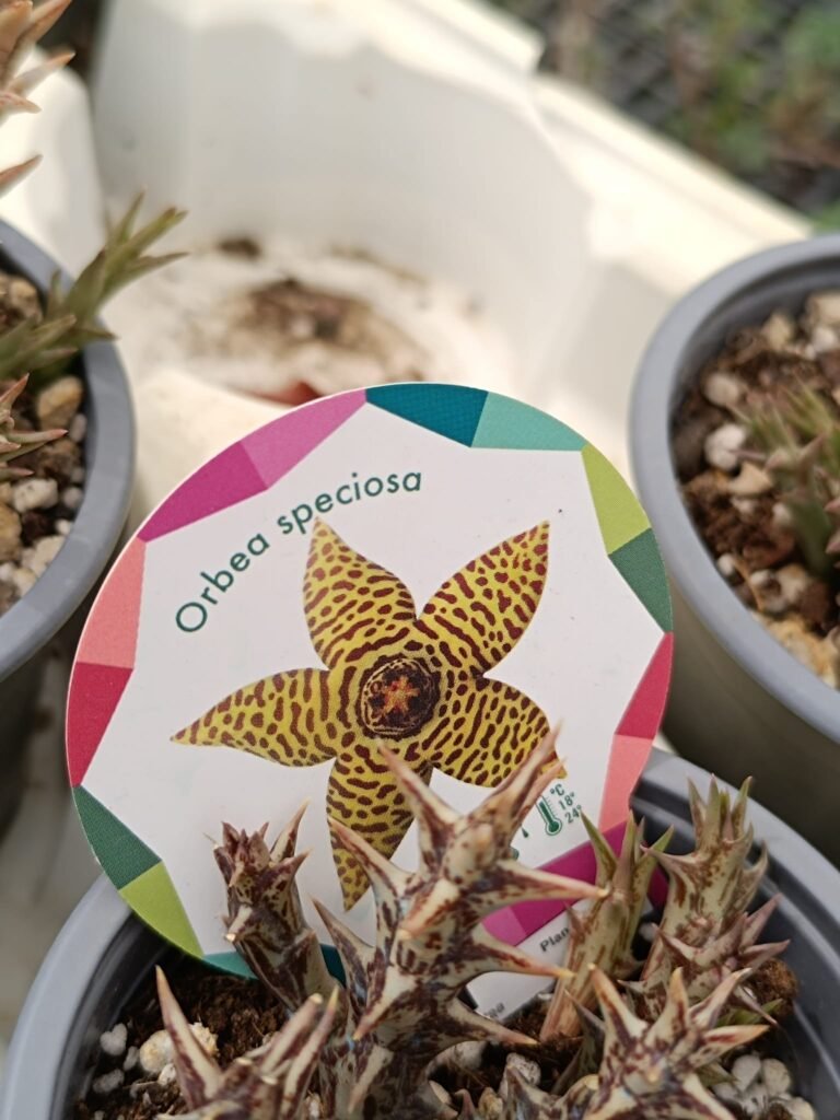 Siracactus-Succulente-Orbea-speciosa-2-1.jpg