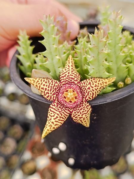 Siracactus-Succulente-Orbea-speciosa-Hybrid.jpg