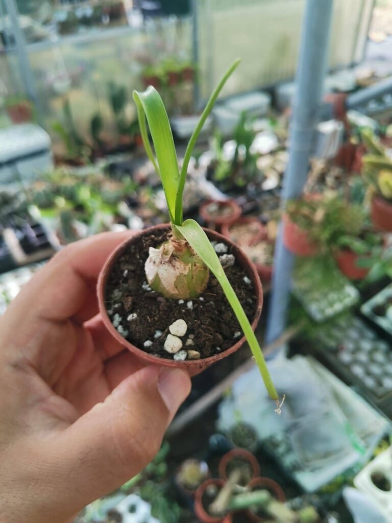 Siracactus-Succulente-Ornithogalum-caudatum.jpg