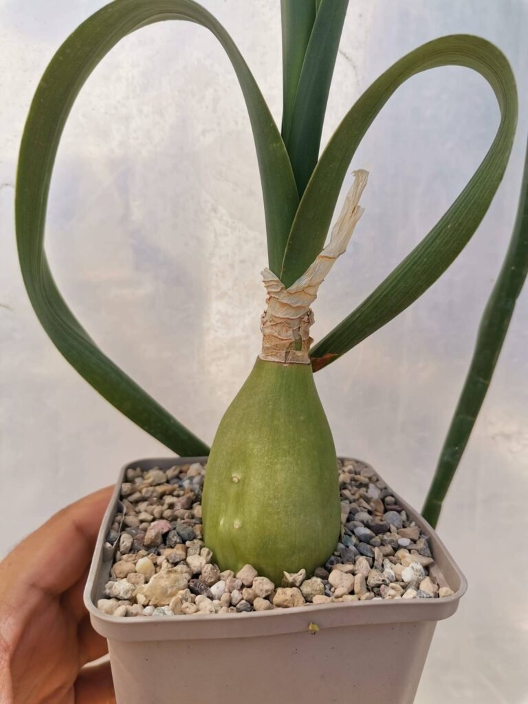 Siracactus-Succulente-Ornithogalum-lanceolatum.jpg