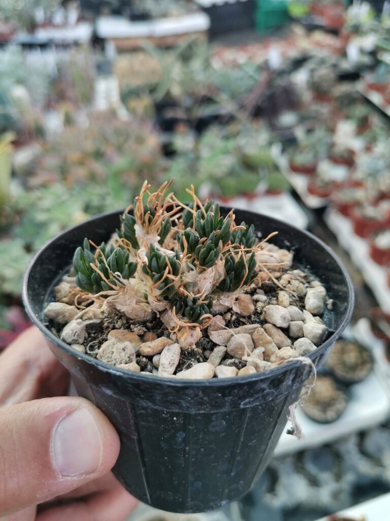 Siracactus-Succulente-Ornithogalum-lithopsoides.jpg