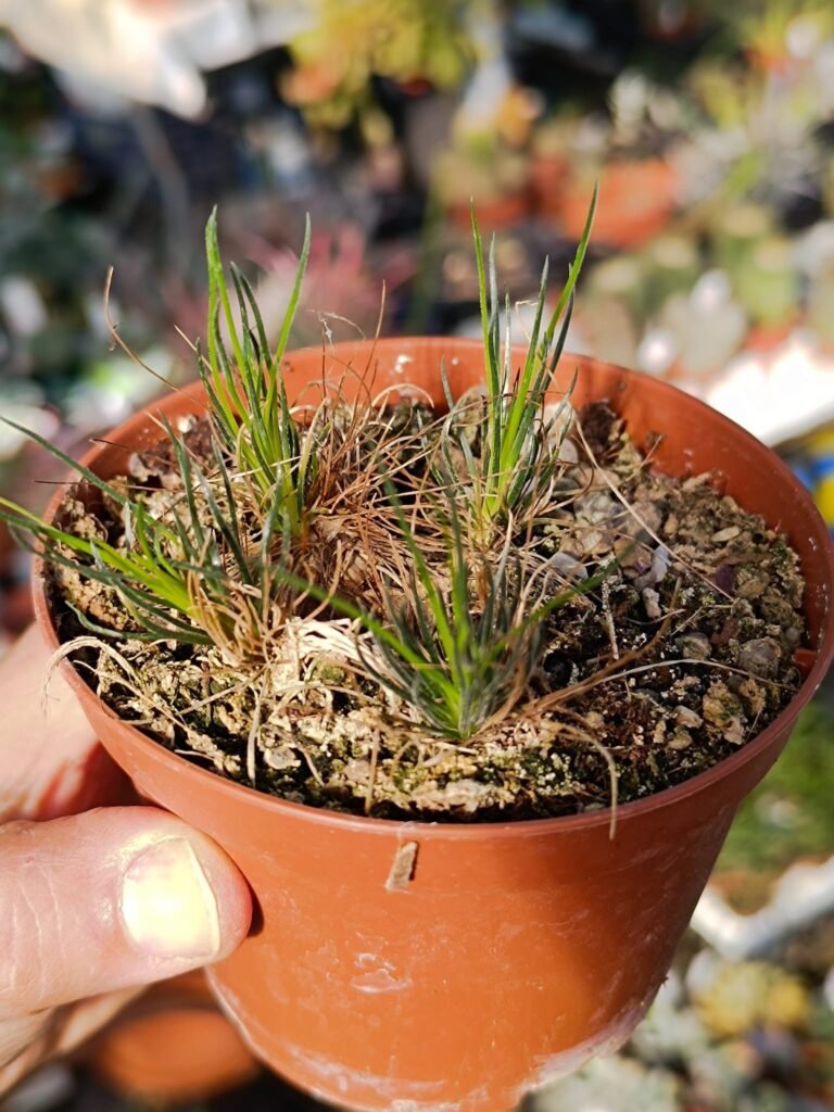 Siracactus-Succulente-Ornithogalum-sardienii.jpg