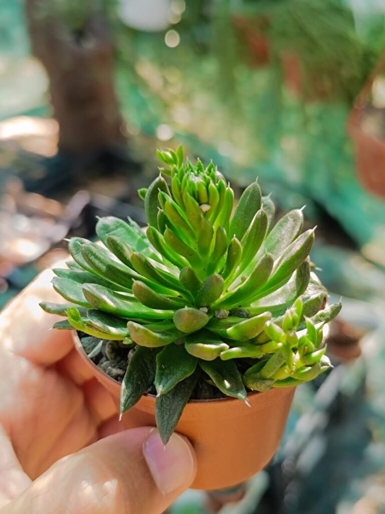 Siracactus-Succulente-Orostachys-Erubescens.jpg