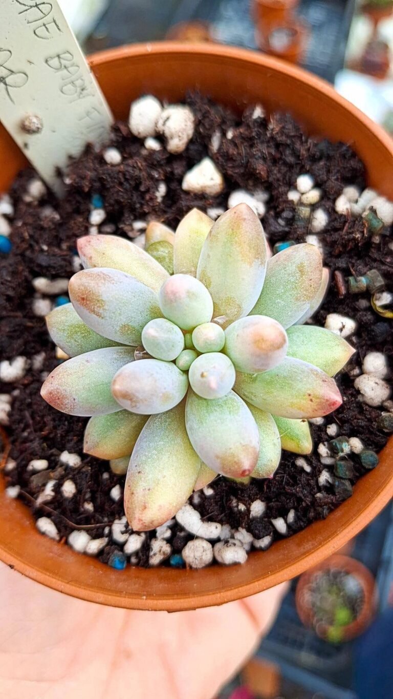 Siracactus-Succulente-Pachyphytum-baby-finger-variegata-korean.jpg
