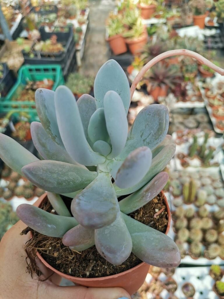 Siracactus-Succulente-Pachyphytum-bracteosum-2-1.jpg