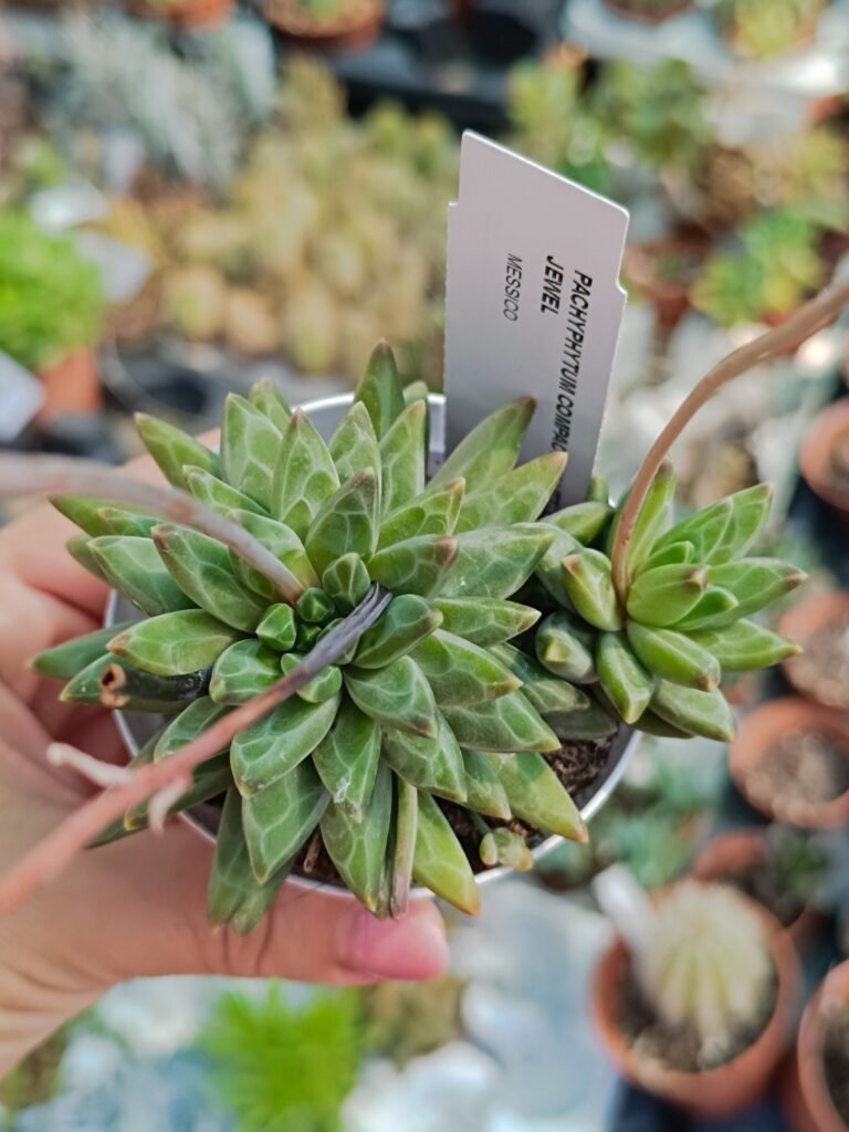 Siracactus-Succulente-Pachyphytum-compactum-Little-jewel-1.jpg