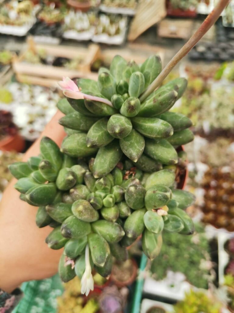 Siracactus-Succulente-Pachyphytum-compactum-crestata-1.jpg