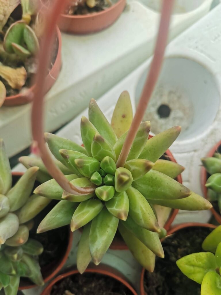 Siracactus-Succulente-Pachyphytum-compactum-little-jewel-2.jpg